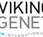 Viking Genetics - Breeding cows